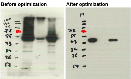 Western blot using anti- plant eEF1a antibodies